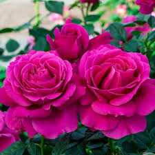 Pretty lady rose | buy online at nature hills nursery. Free 40 Pretty Lady Rose Downton Abbey Hybrid Tea Rose Hybrid Tea Roses Tea Roses Floribunda Roses