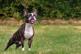 Boston Terrier Separation Anxiety: Guide & Remedies - Boston Terrier Society