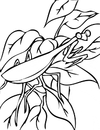 Color in this picture of a praying mantis and others with our library of online coloring pages. Praying Mantis Coloring Page Animals Town Animals Color Sheet Praying Mantis Free Printable Coloring Pages Animals
