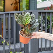 Image result for calathea