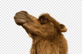 While you can buy your horses at the marketplace, you will rarely get top tier thoroughbreds on sale at your local market. Desert Animals Png Images Pngegg