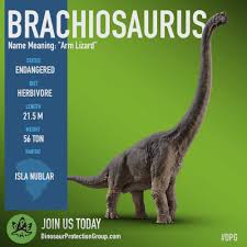 Image result for Brachystegia torrei