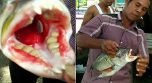 Check spelling or type a new query. Miscellaneous Monster Fish With Human Teeth Found In Indones