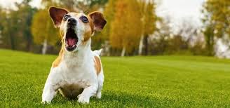 In the video above we have the sound effect of 3 angry german shepherd barking and growling. Dog Barking Sound Free Sound Effects Animal Sounds