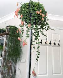 Oh Goodness Look How Beautiful My Kalanchoe Manginii She Likes Outdoor More Than Being Indoor I Also Adopted He Trees To Plant House Plant Care Plant Decor