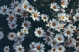 Eat Explore Encourage Desktop Wallpapers Springflowers Flower Desktop Wallpaper Aesthetic Desktop Wallpaper Laptop Wallpaper Desktop Wallpapers