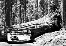 In sequoia, wuksachi lodge is located at an altitude of 7,200 feet (2200m). Sequoia National Park Wikipedia