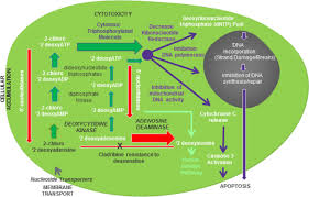 Characterization, mechanism of action and clinical applications. Potential Mechanisms Of Action Related To The Efficacy And Safety Of Cladribine Multiple Sclerosis And Related Disorders