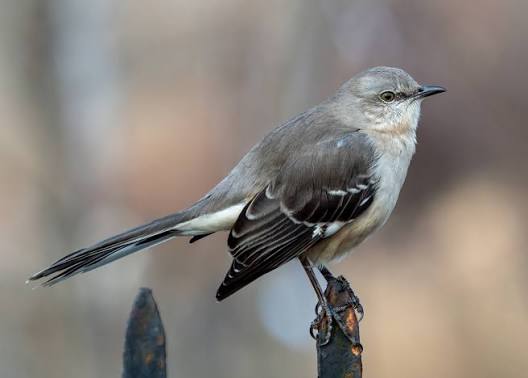 Mockingbird - Wikipedia