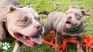 Dog Paralyzed With Fear Learns What Love Is - YouTube