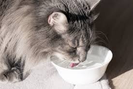 Coincidentally, that is approximately the percentage of water in the prey they catch and eat in the wild. How Much Water Should Your Cat Drink During The Summer Net Pets