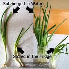 The Absolute Best Way To Store Green Onions With Images Green Onions Storing Fruit Onion