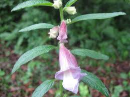 Image result for Sesamum radiatum