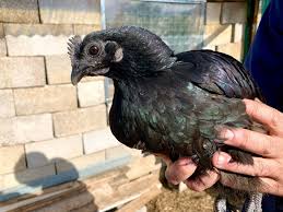 La gallina dalle uova azzurre. Rainbow Eggs Uova Colorate Della Fattoria Sant Eliseo Gambero Rosso
