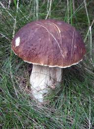 Image result for Boletus speciosus