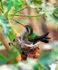 Nesting Hummingbird Birds Animals Beautiful Beautiful Birds