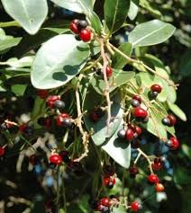 Image result for Apodytes