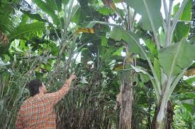 Maybe you would like to learn more about one of these? Pisang Ambon Asal Banten Go Internasional Akan Diekspor Ke Arab Saudi