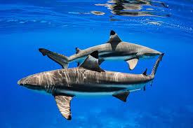 Image result for shark