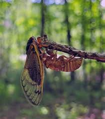 Original watercolor painting of a cicada. U S Fish And Wildlife Service Have You Spotted Any Cicadas Lately While Conducting A Copper Belly Watersnake Survey In Ohio Our Biologists Spotted Several Brood X Cicadas Including This One That Recently