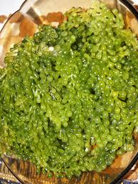 A special version of the standard lato pistol with a slower fire rate but offering higher accuracy and damage values. Fresh Lato Seaweed Salad From Tacloban Public Market Food Philippine Cuisine Good Food