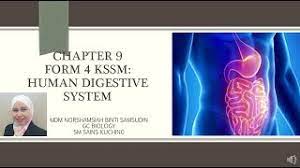 Report biology form 4 chapter 9. Form 4 Kssm Biology Chapter 9 9 1 Digestive System 9 2 Digestion Youtube