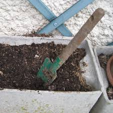 We did not find results for: Planter Le Muguet Convallaria Majalis Dans Un Pot