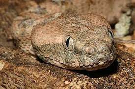 Tour Egypt The Snakes Of Egypt Snake Egypt Egypt Tours