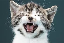 chto delat esli kot chihaet pricemedia in 2021 international cat day funny animal pictures cat day
