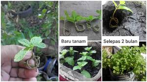 Jadi tak boleh biarkan rimbunan pudina padat. Simpulkan Batang Bagi Kukuh Ini Cara Tanam Pudina Paling Menjadi Cepat Hidup