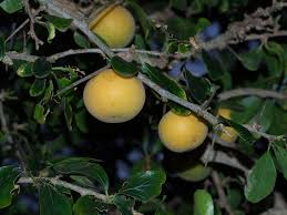 Image result for Dovyalis afra