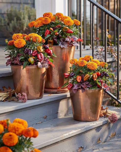 Orange fall planters