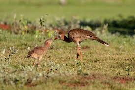 Image result for Sericorema