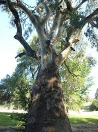 Image result for Eucalyptus camaldulensis