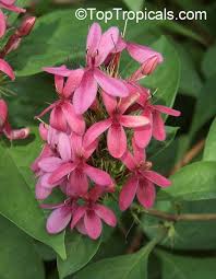 Image result for Ruspolia seticalyx