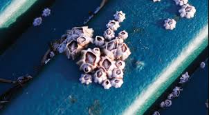 Maybe you would like to learn more about one of these? Bottom Paint Sailors For The Sea