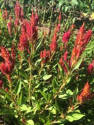 Sunday Dark Pink Plume Celosia Summer Flowers Flowers Dark Pink