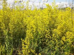 Image result for Galium verum