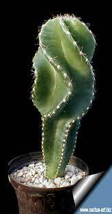 Cactus spines make a pretty great armor, but they aren't just there to stab you. Cereus Forbesii Var Spiraliforme Cactus Plants Cactus House Plants Cactus Types