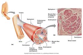 The muscular system is an organ system consisting of skeletal, smooth and cardiac muscles. Skeletal Muscle Diagram Labeled Printable Diagram Muscle Diagram Skeletal Muscle Skeletal Muscle Anatomy