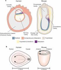 Prenatal Specimens Of The Dolphin Stenella (Cetacea), Illustrating... |  Download Scientific Diagram