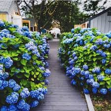 For my fourth wedding anniversary i although one meaning of the hydrangea in the victorian language of flowers was that of coldness and heartlessness, the flower could also say. Hydrangea Meaning What Does This Flower Symbolize