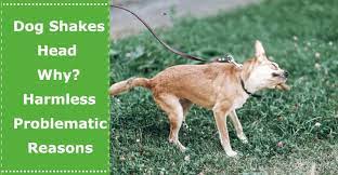 Here's what may be going on when your dog is shaking his head. Dog Shakes Head Why Does My Dog Keep Shaking His Head A Lot Harmless Problematic Reasons Petxu