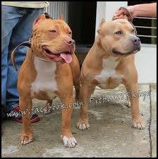 We are a family of pet lovers, breeding puppies as a hobby raising them in our living room The Right One Looks Like An Older Version Of My Dog White Pitbull Puppies Pitbull Puppies White Pitbull