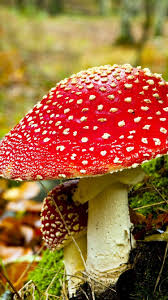 Search free mushroom wallpapers on zedge and personalize your phone to suit you. Red Mushroom Nature Moss 750x1334 Iphone 8 7 6 6s Wallpaper Background Picture Image