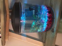 Betta Fish And 2 Small Snails Pets Stack Exchange