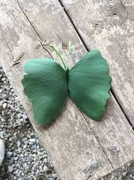 Inori على تويتر イチョウの葉の蝶々です 花壇植え替えボランティアに行ったところイチョウの木の剪定がされていました 葉がたくさん落ちていたので一つ蝶々にしました 緑色の蝶なかなかインパクトがあります