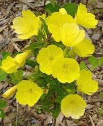 Depending on the year, it usually blooms in. 28 Yellow Perennials Ideas Perennials Planting Flowers Plants