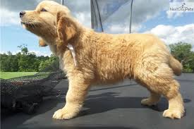 We did not find results for: White Golden Retriever Puppies For Sale In Georgia L2sanpiero