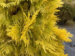 Image result for Calocedrus decurrens